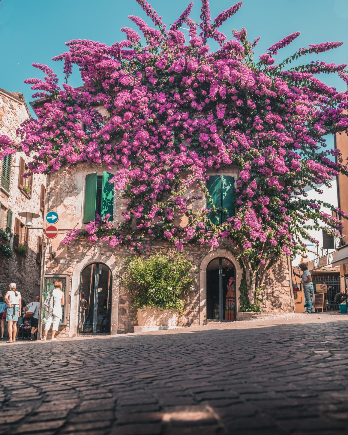 Sirmione Bouganville