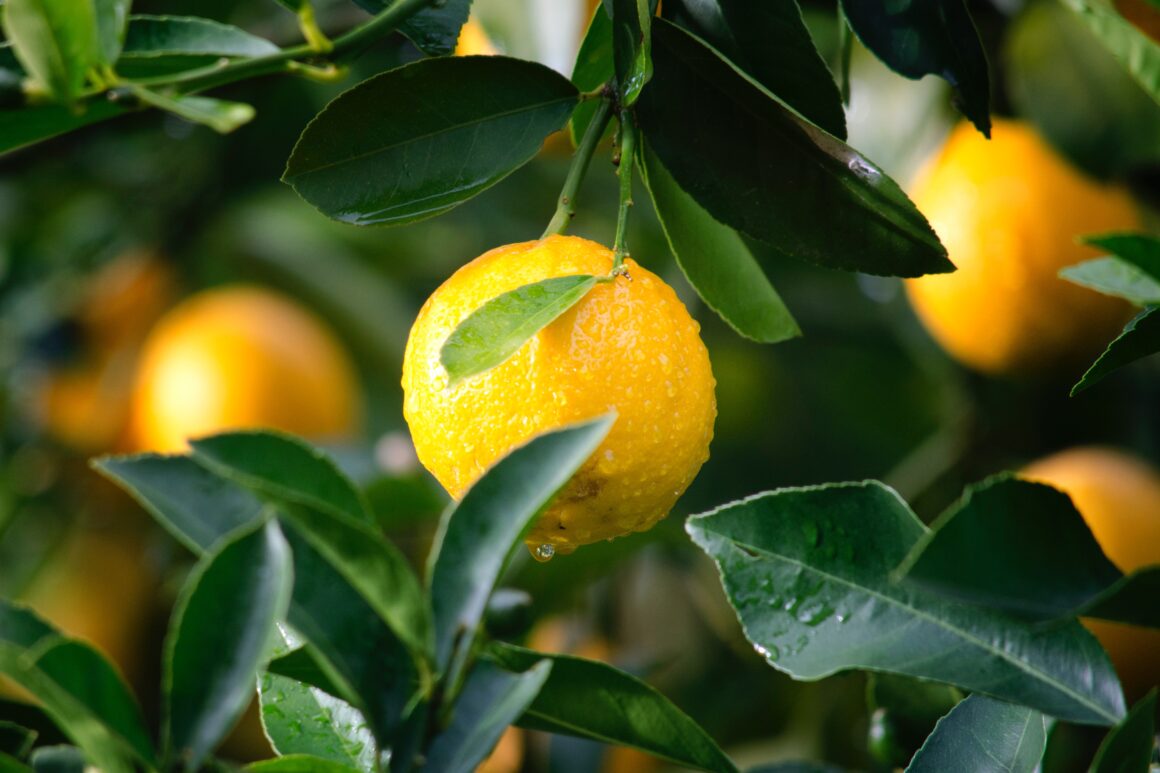 Limoni, Lago di Garda