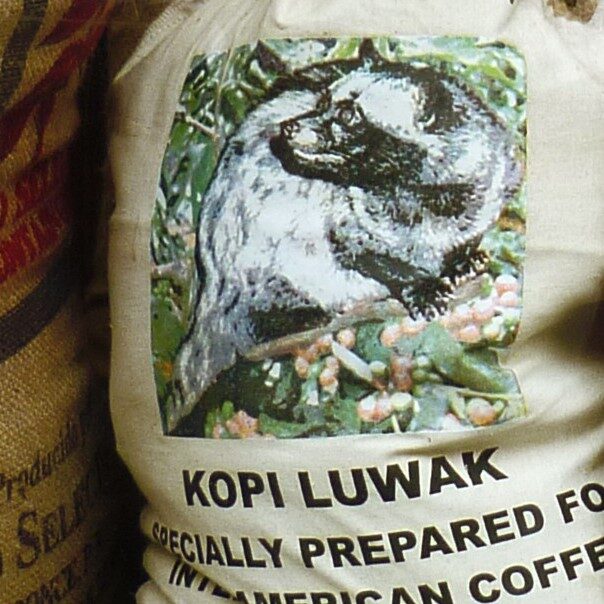 kopi Luwak