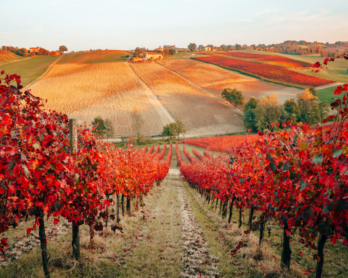 Opera 02 Vigneti colori d'autunno