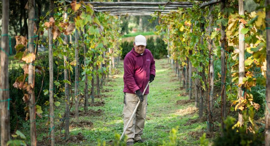 La vigna di Leonardo